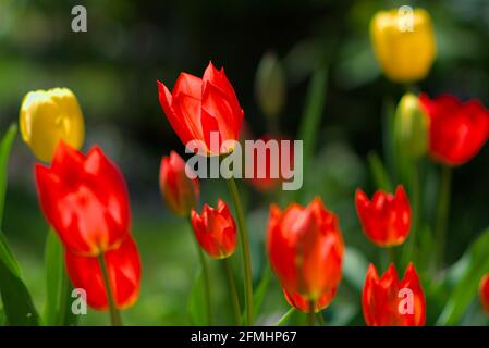 Rote und gelbe Tulpen (unbekannte Sorte) glühen im späten Frühjahr in einem sonnigen Glebe-Garten in Ottawa, Ontario, Kanada. Stockfoto