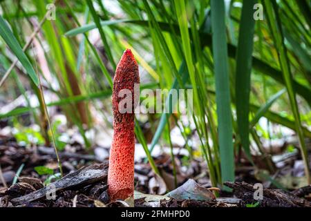 Phallus rubicundus, rote Stinkhornpilze, die in Blattstreu im Wald von New South Wales Australien gefunden wurden Stockfoto