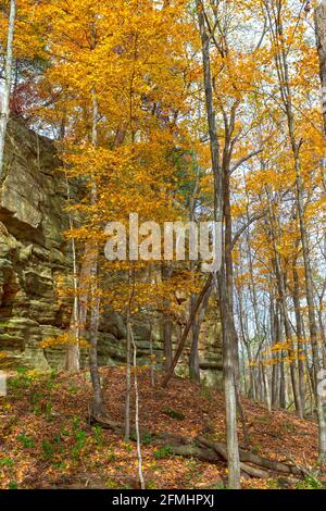 Fallen Sie Bäume in einem abgelegenen Canyon im Illinois Canyon in Hungered Rock State Park in Illinois Stockfoto