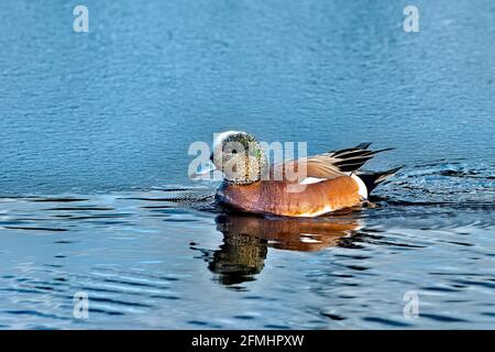 Eine männliche amerikanische Wigeon-Ente 'Anas americana', die in einem Biberteich im ländlichen Alberta, Kanada, schwimmend Stockfoto