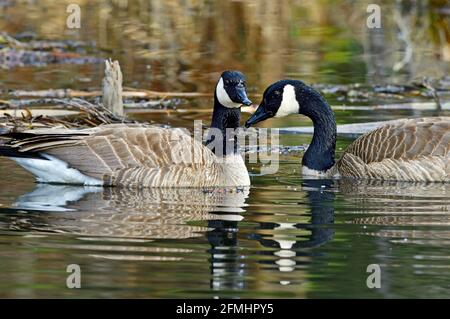 Ein Paar Kanadagänse ' Branta canadensis', die in einem Sumpfgebiet im ländlichen Alberta, Kanada, schwimmen Stockfoto