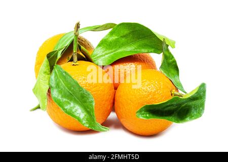 Gruppe von ganzen Mandarinen mit grünen Blättern auf weißem Hintergrund Nahaufnahme Stockfoto