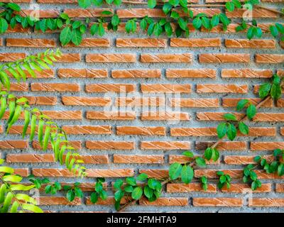 Backsteinmauer und Efeu, Hintergrund. Rote Backsteinwand-Struktur mit grünen Efeu kriechenden Pflanzen und Laubüberzügen. Stockfoto
