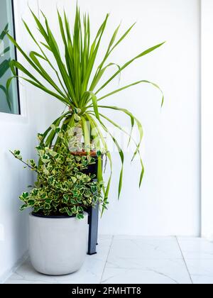 Gartenecke. Zwei einfache Blumentöpfe mit grünen Blättern auf Marmorboden in der Ecke in einem minimalistisch weißen Gebäude, vertikaler Stil. Stockfoto
