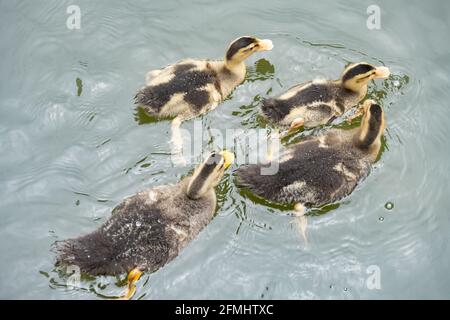 Familie Enten schwimmt auf einem Teich Stockfoto