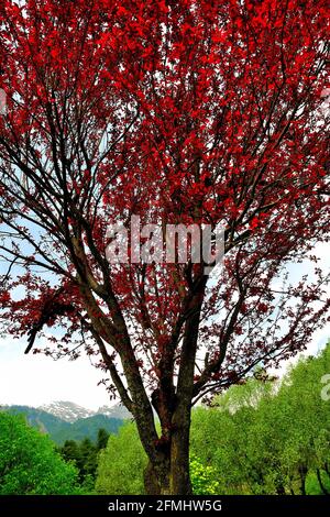 Ein Baum mit roten Blättern im Garten, Pahalgam, Jammu & Kashmir, Indien Stockfoto