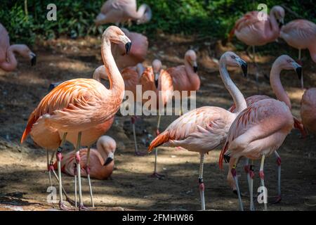 Chilenische Flamingos (Phoenicopterus chilensis) im Zoo Atlanta in Atlanta, Georgia. (USA) Stockfoto