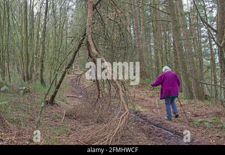 Ältere Frau, die auf einem Wanderweg durch einen abgelegenen Wald geht Wald in ländlicher Landschaft Landschaft im Winter Stockfoto