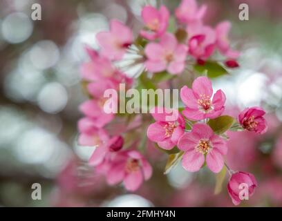 Zarte Frühlingskirschblüte auf einem Ast, Nahaufnahme, selektiver Fokus Stockfoto