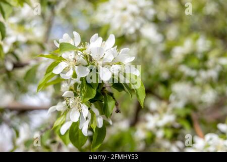 Zarte Frühlingskirschblüte auf einem Ast, Nahaufnahme, selektiver Fokus Stockfoto