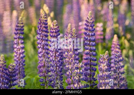 Blühende violette Lupinen-Blüten in Sommergarten aus nächster Nähe Stockfoto