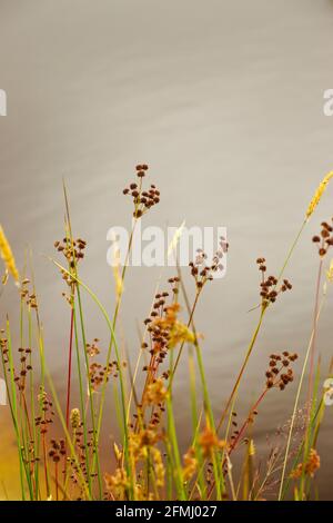 Feuchtgebiete Pflanzen Samen Köpfe im Sommer neben einem Teich mit verschwommenen Himmel Reflexionen im Hintergrund. Stockfoto