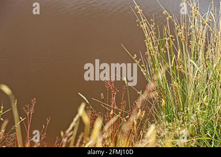 Blühende Sommergräser neben einem Teich mit dunkleren Himmelsreflexen im Hintergrund. Stockfoto