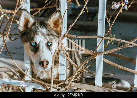 Liebenswert reinrassig Hund mit blauen Augen und flauschigen Fell suchen Weg zwischen Zaun an sonnigen Tag Stockfoto