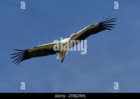 Weißer Storch, der in blauem Himmel fliegt, Ciconia ciconia. Stockfoto