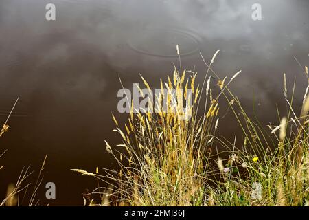 Sommergräser mit Saatköpfen neben einem Teich mit Wolkenreflexen im Hintergrund auf dem Wasser. Stockfoto