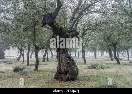 Uralter Steineichenwald (Quercus ilex) an einem nebligen Tag mit hundertjährigen alten Bäumen, Zamora, Spanien. Stockfoto