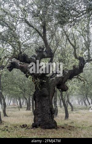 Uralter Steineichenwald (Quercus ilex) an einem nebligen Tag mit hundertjährigen alten Bäumen, Zamora, Spanien. Stockfoto