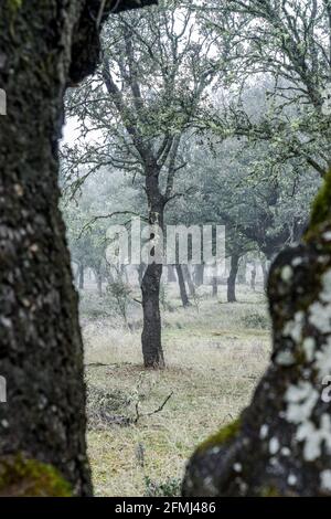 Uralter Steineichenwald (Quercus ilex) an einem nebligen Tag mit hundertjährigen alten Bäumen, Zamora, Spanien. Stockfoto