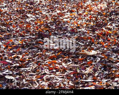 Rote und braune Herbstblätter bedecken den Boden wie ein dicker Teppich, knusprig unter dem Fuß Stockfoto