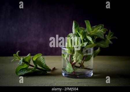 Grüne Minze Zweige mit aromatischen Blättern in transparentem Glas mit Reines Aqua auf dunklem Hintergrund Stockfoto