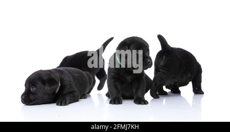 Neugierige Gruppe von fünf kleinen labrador Retriever Hunden schnüffelt und erkundet, schaut sich um und posiert auf weißem Hintergrund im Studio Stockfoto