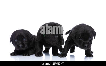 Neugierige Familie von drei liebenswerten labrador Retriever Welpen suchen und erkunden, einer legt sich und posiert isoliert auf weißem Hintergrund im Studio Stockfoto