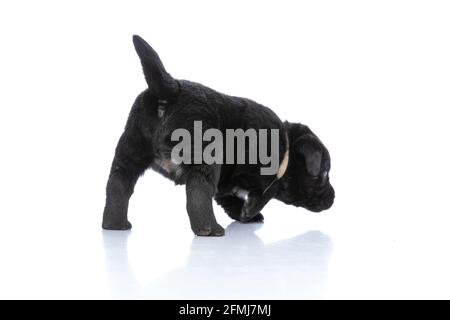 Rückansicht des kleinen labrador Retriever Hundes mit Halsband, der sich umsieht, schnüffelt und isoliert auf weißem Hintergrund im Studio sucht Stockfoto