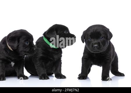 Nette Gruppe von liebenswerten labrador Retriever Welpen mit Kragen sitzen und suchen zur Seite, stehend und posiert isoliert auf weißem Hintergrund im Studio Stockfoto