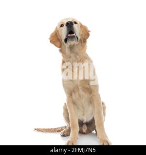 Niedlicher goldener Retriever Hund, der etwas ansah, das ihn neugierig machte, keuchend und vor weißem Hintergrund saß Stockfoto