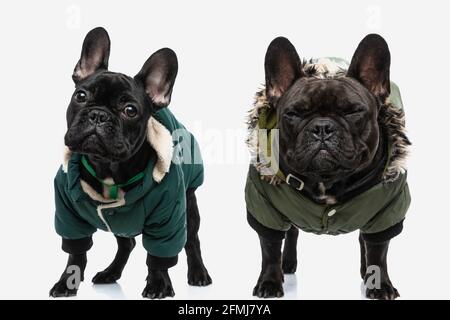 Zwei französische Bulldoggen in schönen grünen Jacken und Gefühl Auf weißem Hintergrund Stockfoto