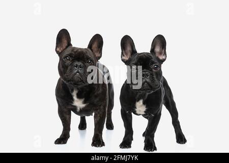 Zwei französische Blindenhunde stehen nebeneinander und Blick auf die Kamera vor weißem Hintergrund Stockfoto