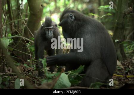 Ein junger schwarzer Makak aus Sulawesi im Vordergrund eines älteren Individuums im Tangkoko Nature Reserve, Nord-Sulawesi, Indonesien. Auf der Grundlage von Daten, die aus einer Reihe von Tests von drei erwachsenen Haubentauchmakaken in Gefangenschaft gewonnen wurden, zeigten Primatologen, dass Sulawesi-Haubentauchmakaken empfindlich auf den sozialen Status anderer Individuen reagieren. Ein Haubenmakaken „dauert in der Regel länger, bis er reagiert, wenn er Gesichter von unbekannten hochrangigen Personen betrachtet“, heißt es in dem Bericht. Stockfoto