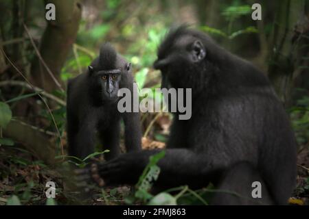 Ein junger schwarzer Makak aus Sulawesi im Vordergrund eines älteren Individuums im Tangkoko Nature Reserve, Nord-Sulawesi, Indonesien. Auf der Grundlage von Daten, die aus einer Reihe von Tests von drei erwachsenen Haubentauchmakaken in Gefangenschaft gewonnen wurden, zeigten Primatologen, dass Sulawesi-Haubentauchmakaken empfindlich auf den sozialen Status anderer Individuen reagieren. Ein Haubenmakaken „dauert in der Regel länger, bis er reagiert, wenn er Gesichter von unbekannten hochrangigen Personen betrachtet“, heißt es in dem Bericht. Stockfoto