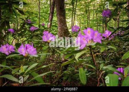 Rhododendron blühende Blumen im Frühlingswald. Strandzha Zelenica oder Rhododendron ponticum, ein immergrüner Strauch mit frischer Purpurblüte, wächst Stockfoto