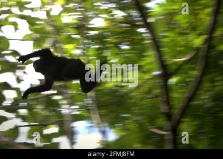 Kammmakake springt beim Fressen. Der endemische Affe von Sulawesi verbringt mehr als 60 Prozent seiner Tageszeit auf dem Boden und nicht auf Bäumen, so die Primatenwissenschaftler. Stockfoto