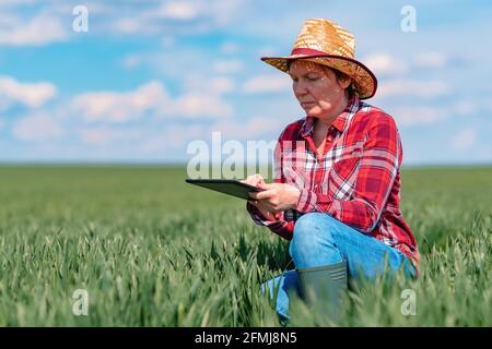 Farmerin Agronomin mit digitaler Tablette im grünen Weizenfeld, innovative Technologie in der landwirtschaftlichen Produktion Stockfoto