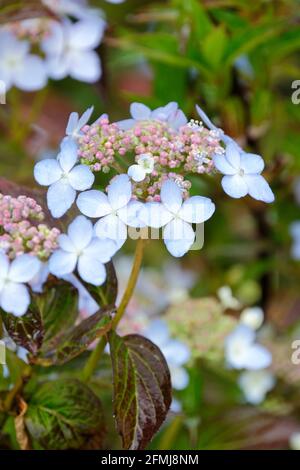 Hortensien „Serrata Tiara“. Hortensia „Tiara“. Blaue Schnürsenkelscheibe. Blaue Blüten entstehen in sauren Böden Stockfoto