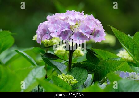 Hortensia macrophylla 'Amethyst'. MOPHEAD oder Hortensia Hortensia mit blauer Farbe in sauren Böden angebaut. Auch bekannt als 'magischer Amethyst'. Stockfoto