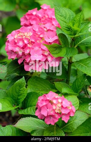 Hortensia macrophylla 'Westfalen'. Zwerghortensien oder Mophead mit intensiven roten Blüten auf neutralen Böden (violett oder tiefblau auf Säure) Stockfoto