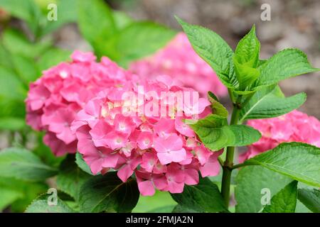 Hortensia macrophylla 'Westfalen'. Zwerghortensien oder Mophead mit intensiven roten Blüten auf neutralen Böden (violett oder tiefblau auf Säure) Stockfoto