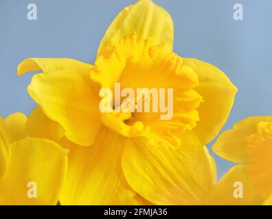 Großgekrönte gelbe Narzissen mit einer gewellten Krone. Diese Frühlingsblume ist eine der frühesten. Stockfoto