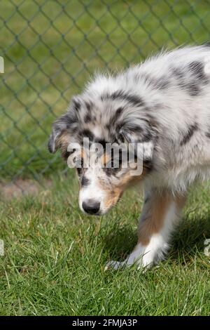 Australian Shepherd Kopf eines Welpen, sieht er glücklich, Teil eines dreifarbigen Hund. Von der Seite gesehen Stockfoto