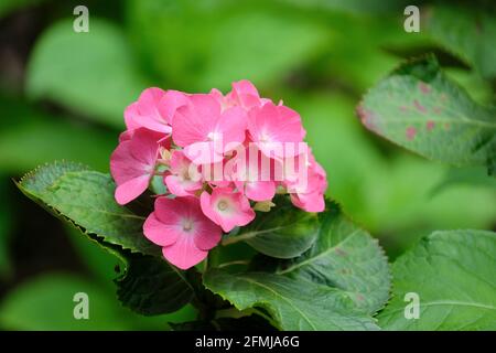 Hortensia macrophylla 'Westfalen'. Zwerghortensien oder Mophead mit intensiven roten Blüten auf neutralen Böden (violett oder tiefblau auf Säure) Stockfoto