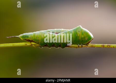 Cerura Vinula oder Puss Moth Caterpillar auf grünem Hintergrund Makro Stockfoto