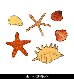 Muschelset. Sammlung von Muscheln verschiedener Formen. Handgezeichnete Vektorgrafiken mit farbenfrohen Illustrationen. Marine-Set. Gestaltungselement für Einladungen, Poster Stock Vektor