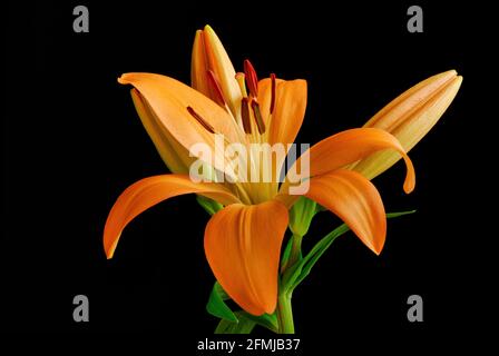 Blühende Lilienblume mit Knospen, Nahaufnahme. Bunte Staubblätter und Pistill. Wunderschöne orangefarbene Blütenblätter. Isoliert auf schwarzem Hintergrund. Stockfoto