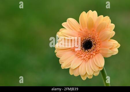 Blühende Gerbera Blume, Nahaufnahme. Unscharfer grüner natürlicher Hintergrund. Weiches diffuses Licht. Vorderansicht. Mit Platz für Text. Stockfoto