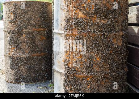 Nahaufnahme von alten rostigen Metallfässern mit Sea Pocks, die als Wasserbojen an Land verwendet werden Stockfoto