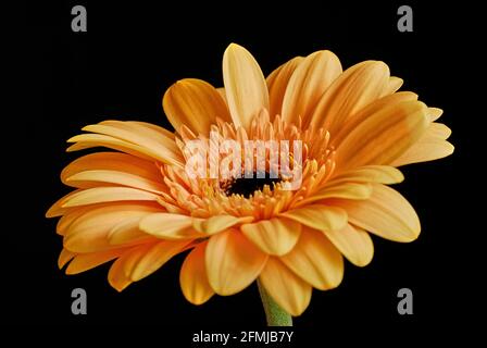 Gerbera, Gänseblümchen aus nächster Nähe. Detail der Blütenblätter. Isoliert auf schwarzem Hintergrund. Diffuses weiches Licht aus dem Fenster. Stockfoto